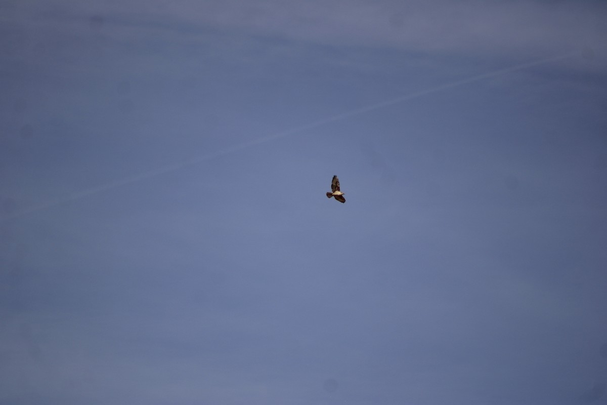 kongevåk - ML647268312