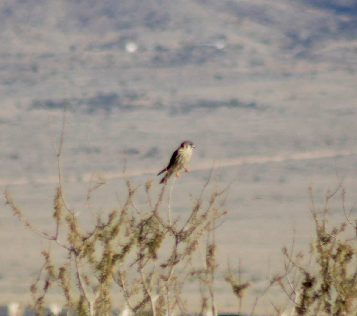 American Kestrel - ML647268317