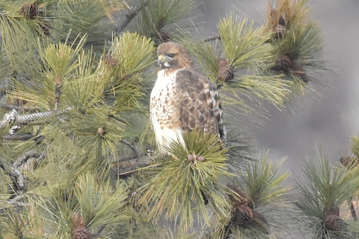 Red-tailed Hawk - ML647268318