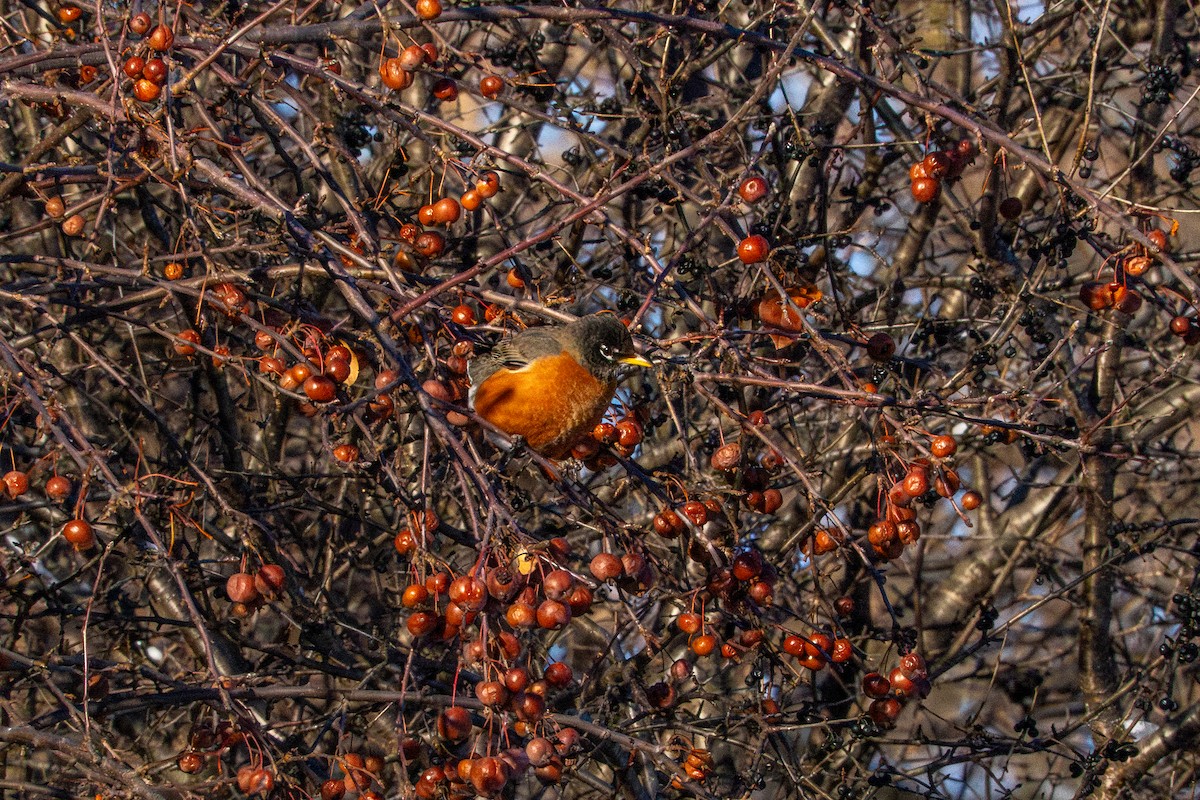 American Robin - ML647268322