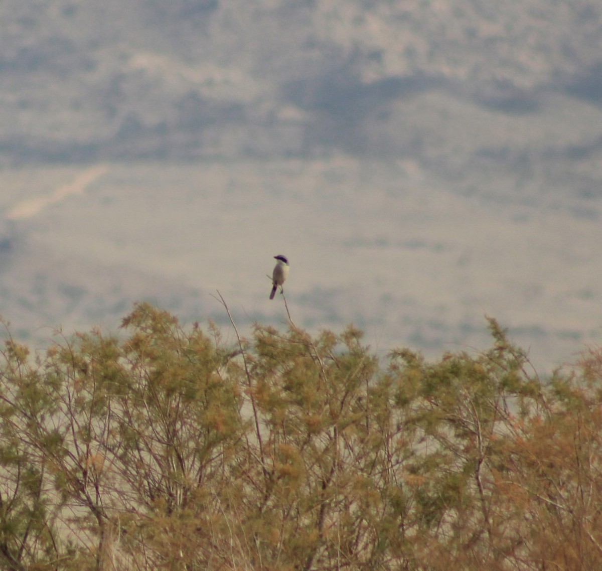 Loggerhead Shrike - ML647268327