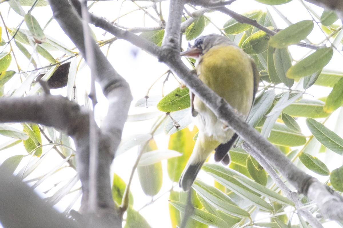 Nashville Warbler - ML647268333