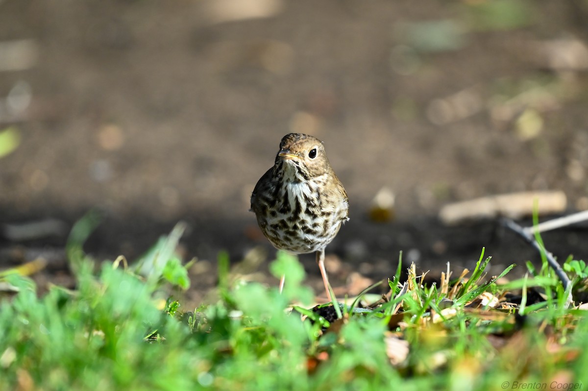 Hermit Thrush - ML647268334
