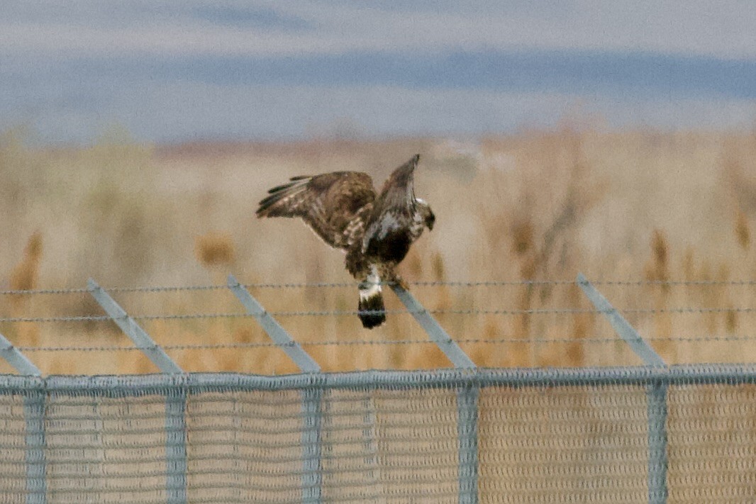 Rough-legged Hawk - ML647268336