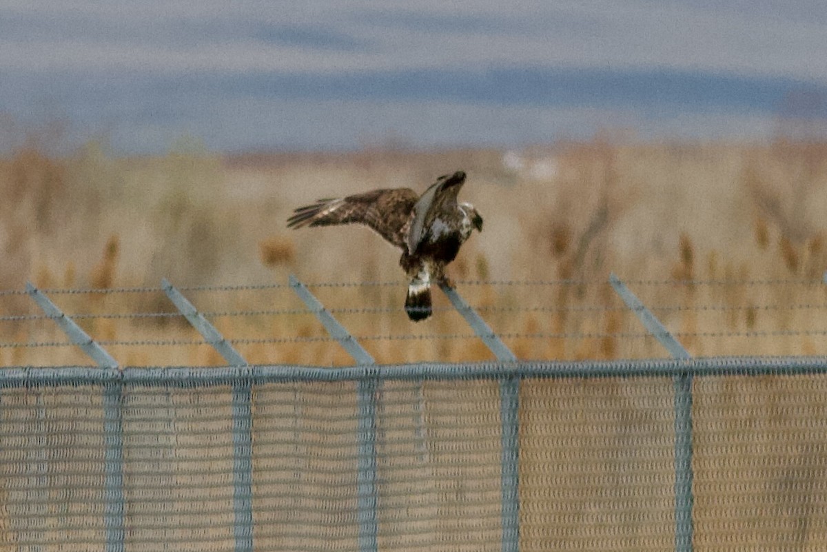 Rough-legged Hawk - ML647268337