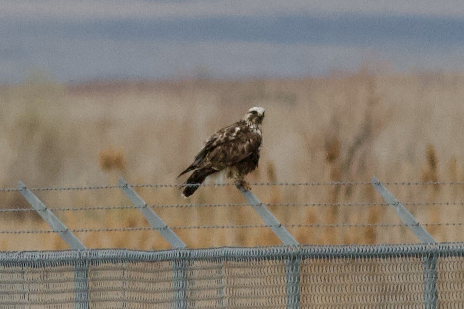 Rough-legged Hawk - ML647268338