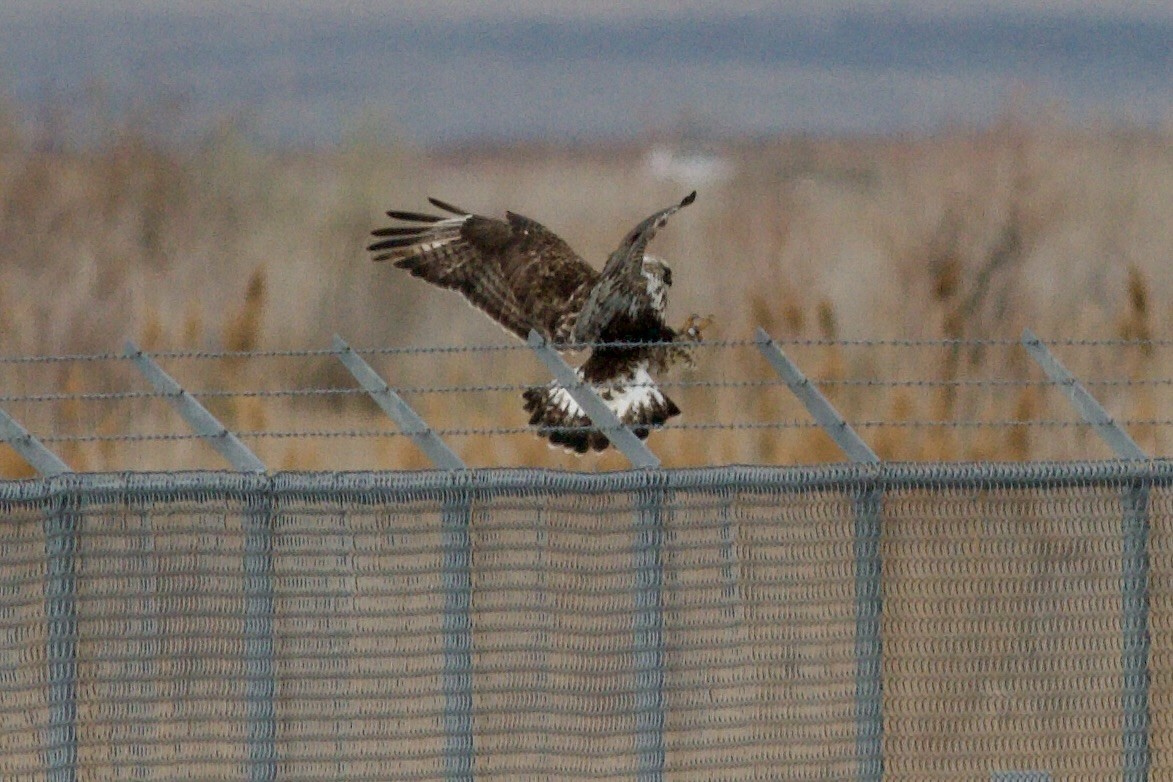 Rough-legged Hawk - ML647268339