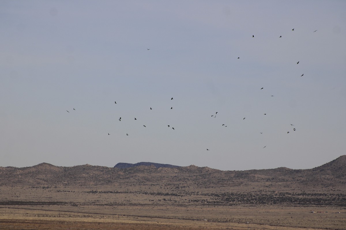 Grand Corbeau - ML647268342