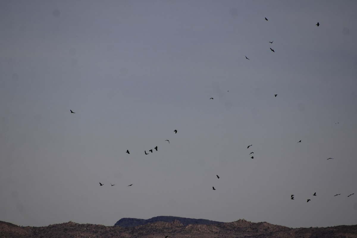 Grand Corbeau - ML647268343