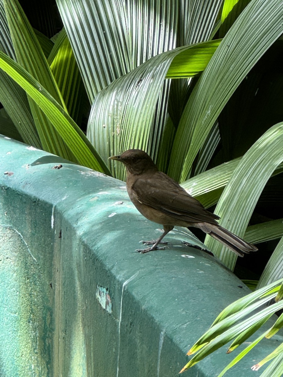 Clay-colored Thrush - ML647268348