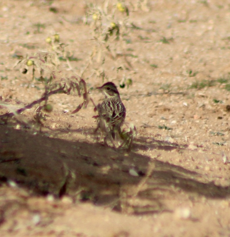 Пасовник савановий - ML647268352