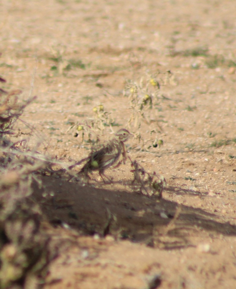 Пасовник савановий - ML647268353