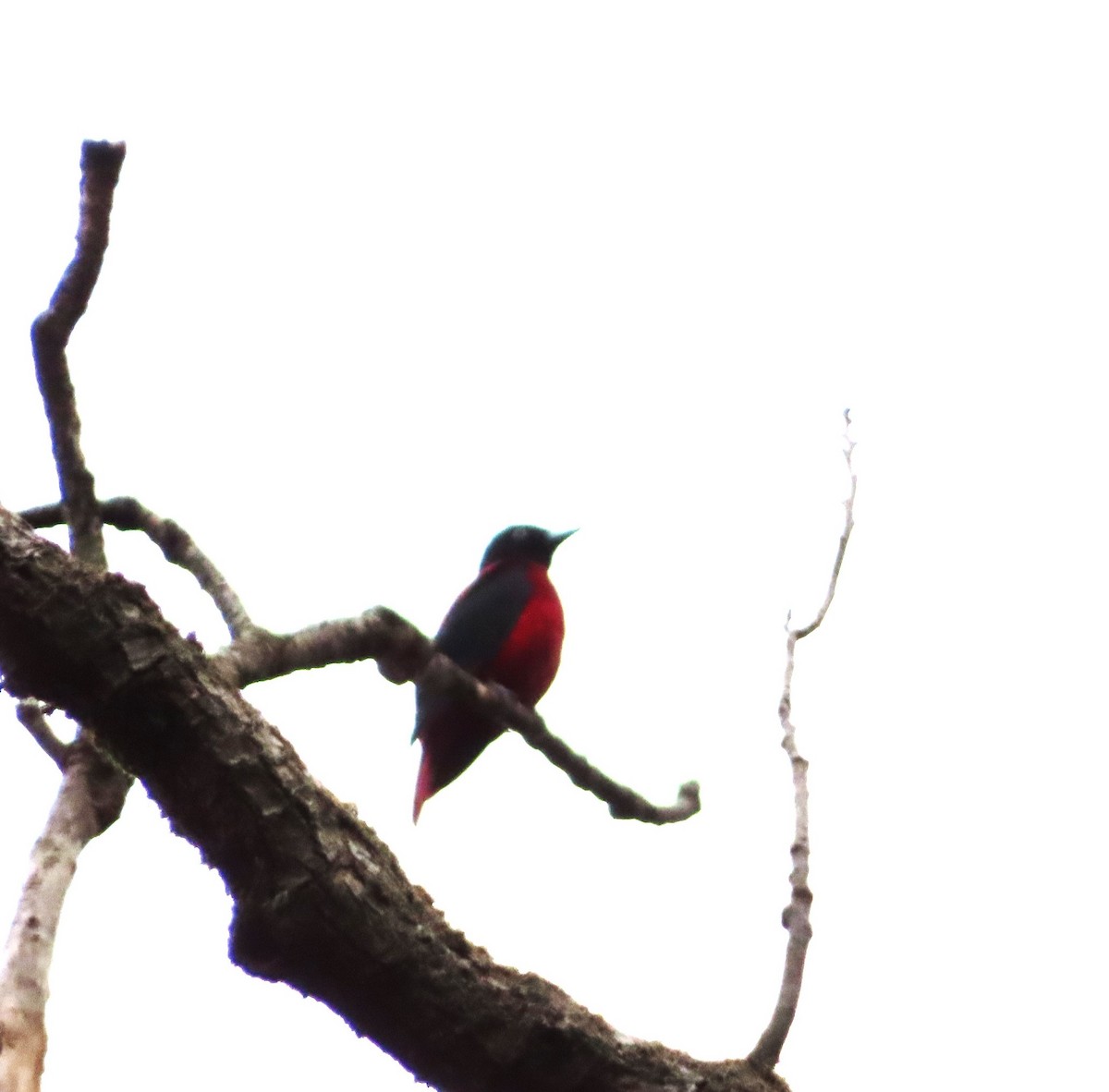 Maroon Oriole - ML647268356