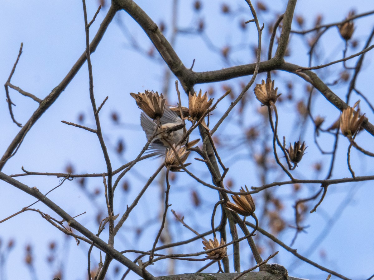 Каролинская гаичка - ML647268360