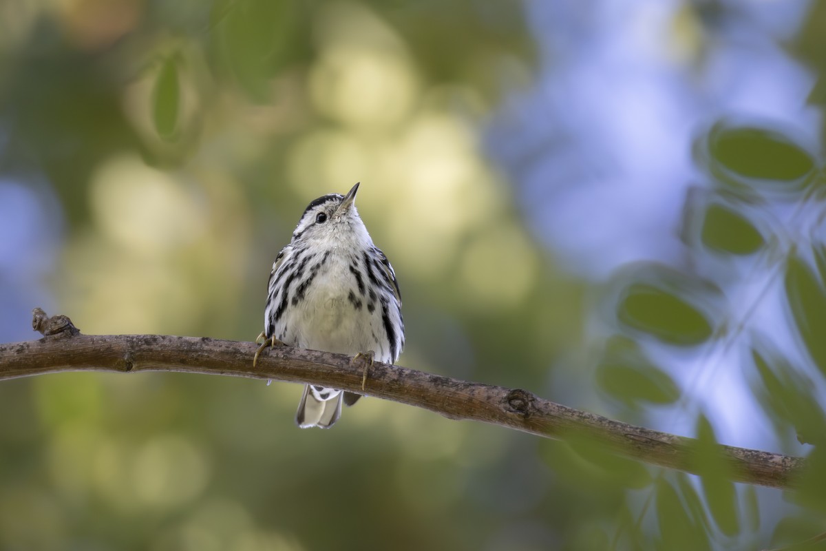Black-and-white Warbler - ML647268361