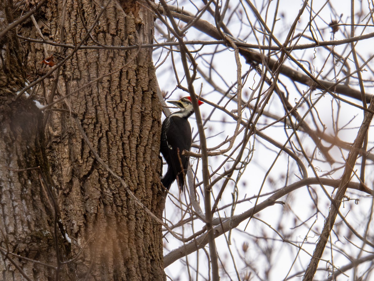 Pileated Woodpecker - ML647268366