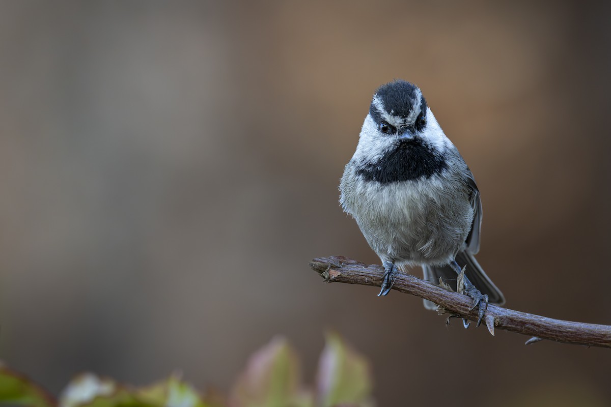 Mountain Chickadee - ML647268367