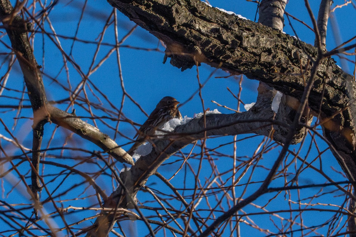 Fox Sparrow - ML647268368