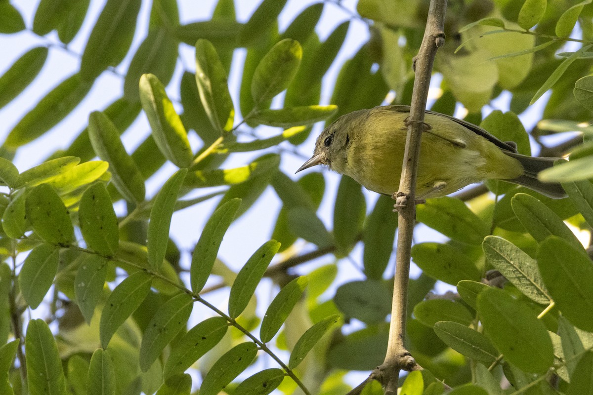 Orange-crowned Warbler (Gray-headed) - ML647268371
