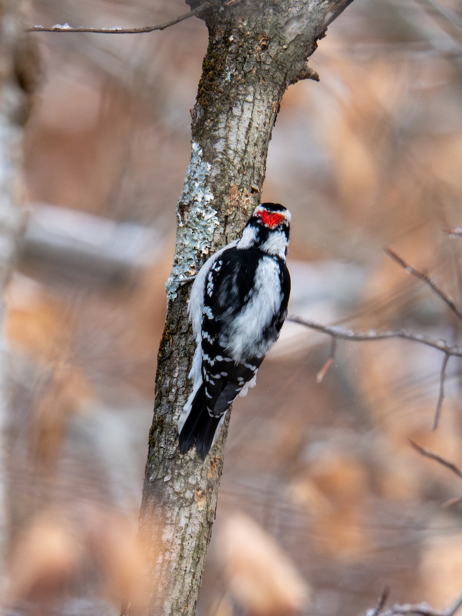 Downy Woodpecker - ML647268372