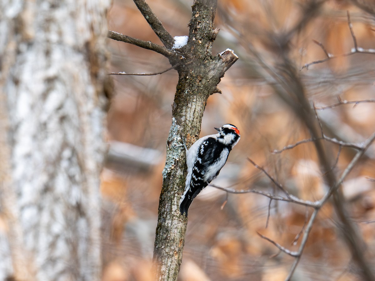 Downy Woodpecker - ML647268373