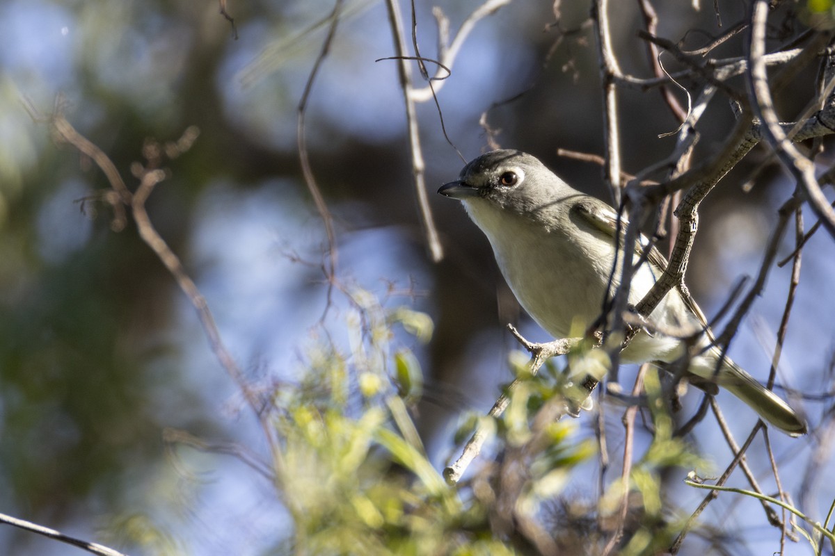 Plumbeous Vireo - ML647268374