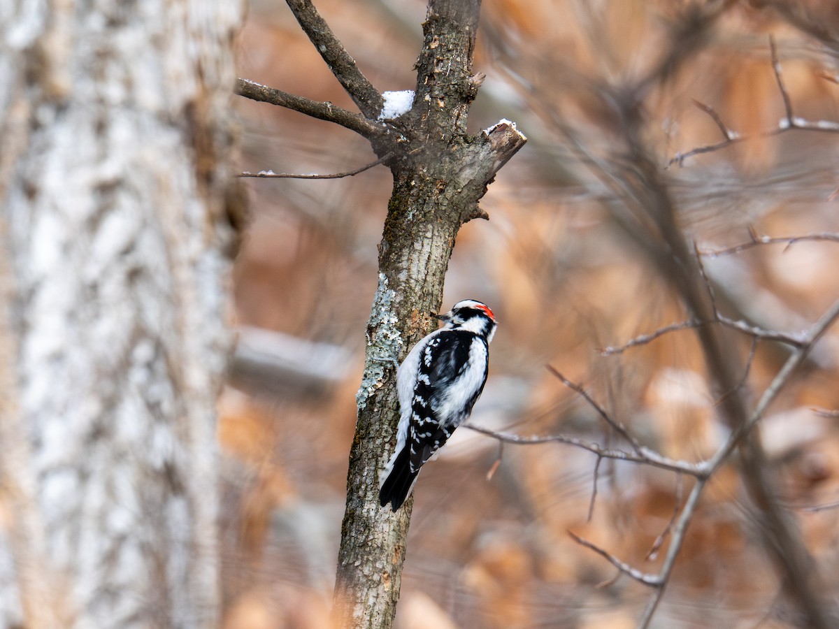 Downy Woodpecker - ML647268375
