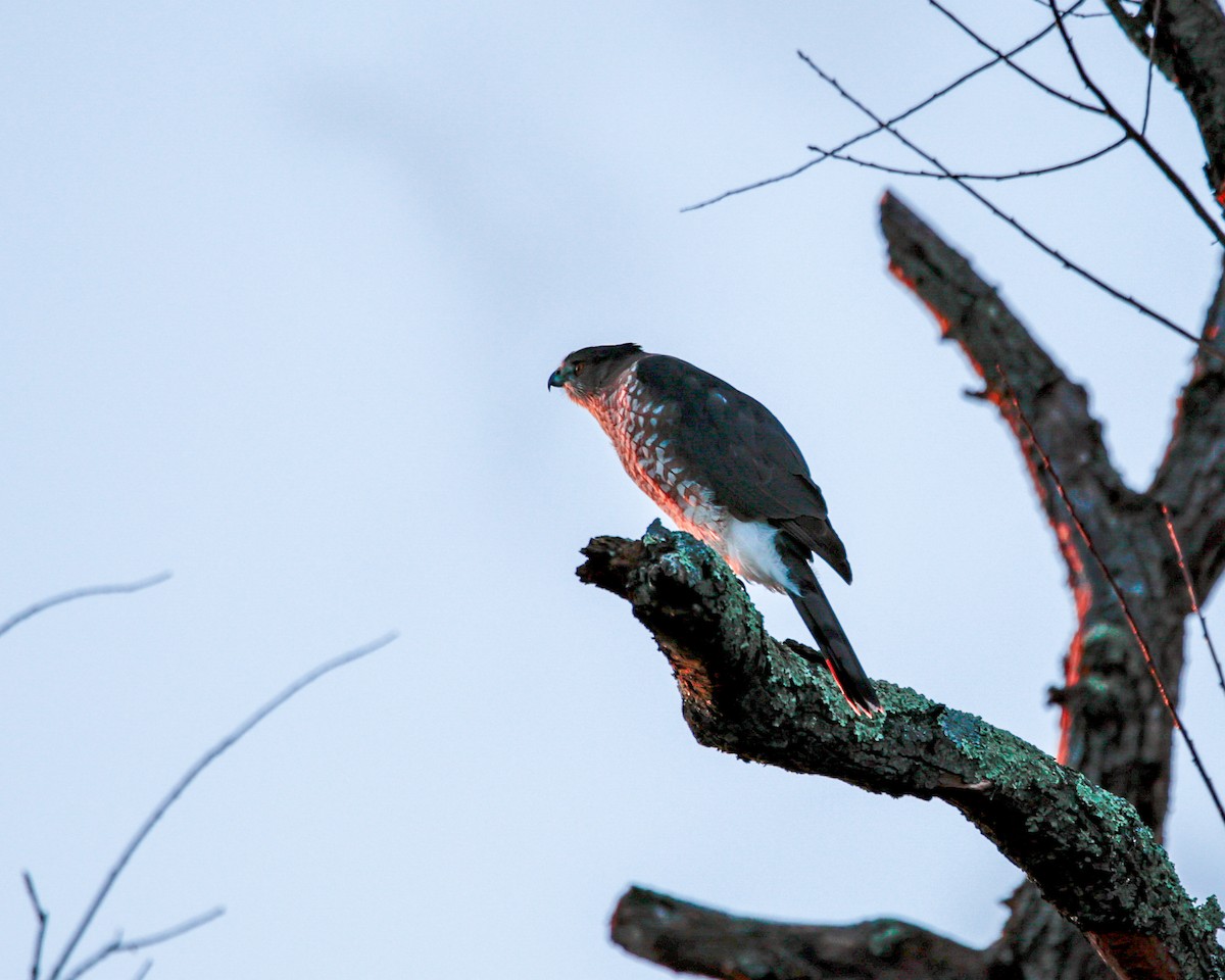 Яструб чорноголовий - ML647268376