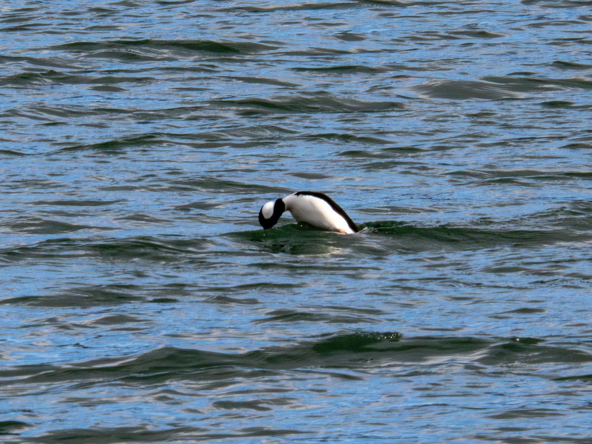 Bufflehead - ML647268384