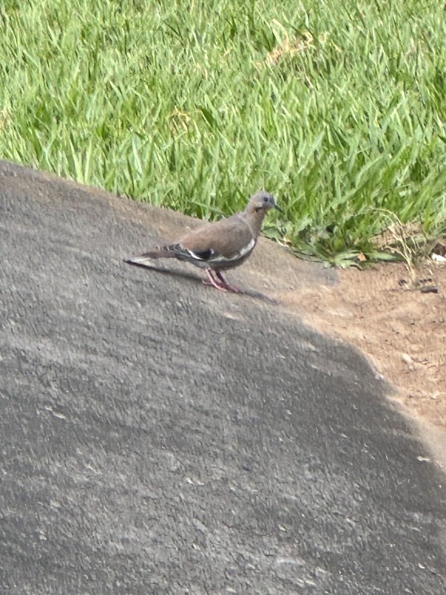 White-winged Dove - ML647268385
