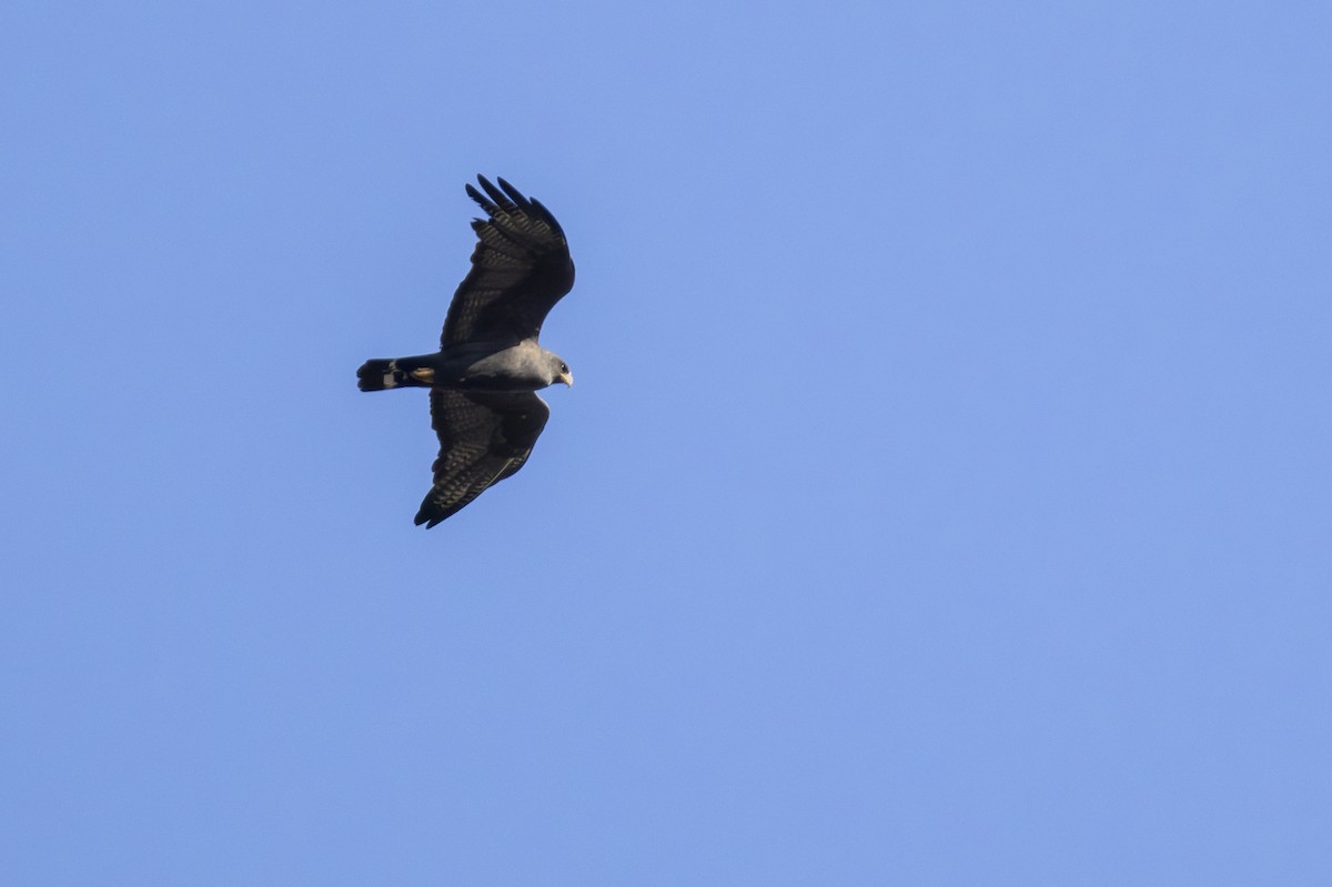 Zone-tailed Hawk - ML647268386