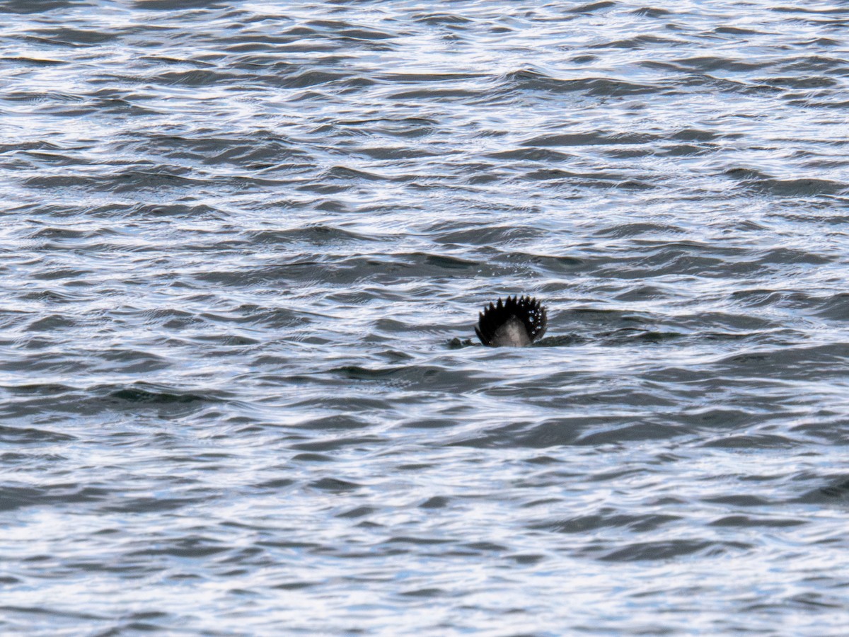 Bufflehead - ML647268387