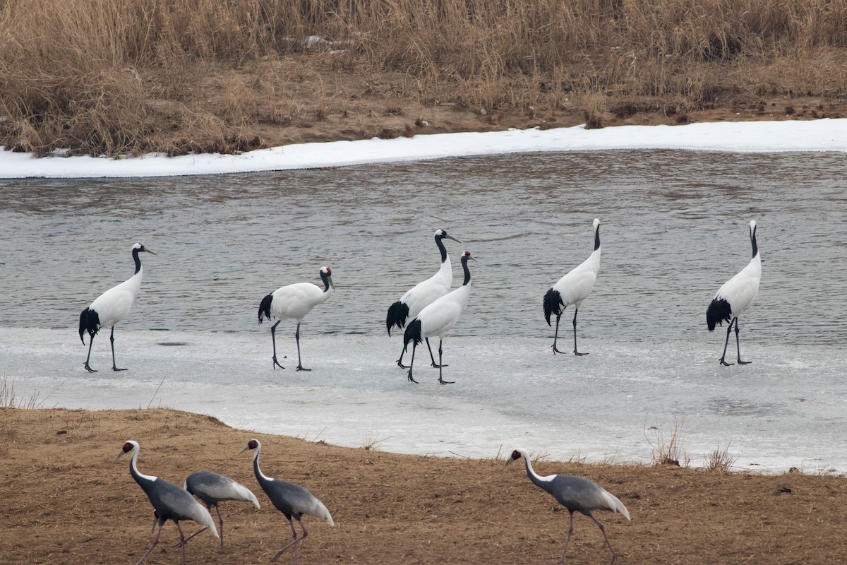 Japon Turnası - ML647268389