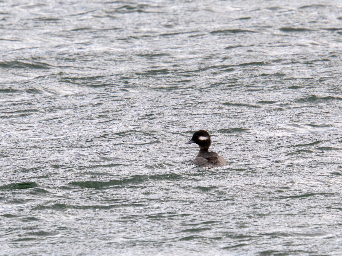 Bufflehead - ML647268390