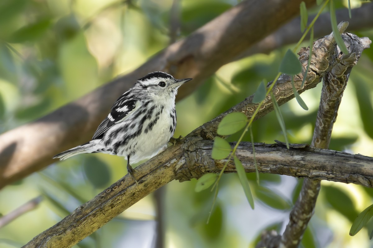 Black-and-white Warbler - ML647268391