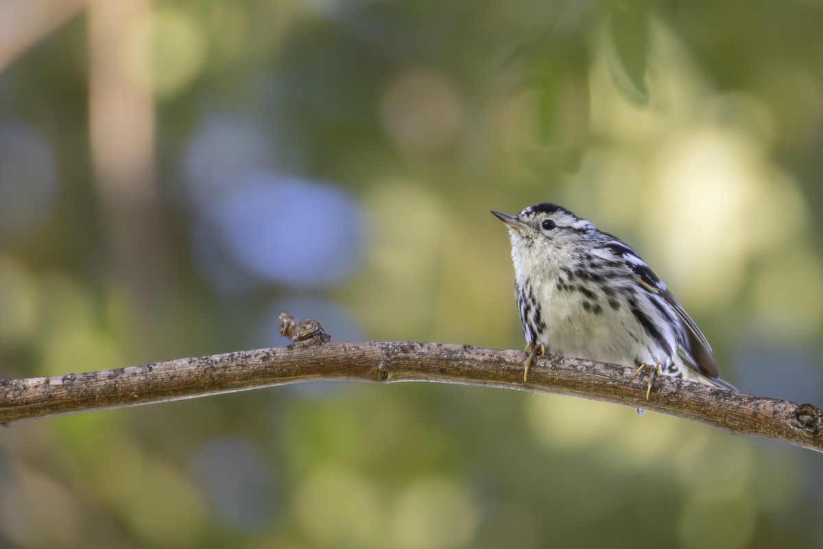 Black-and-white Warbler - ML647268393