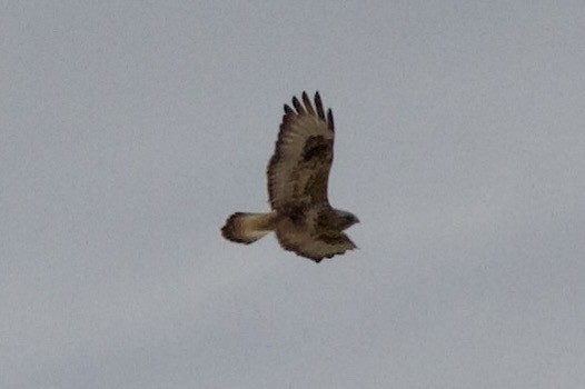 Rough-legged Hawk - ML647268397