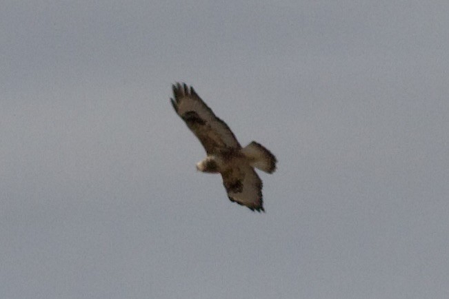 Rough-legged Hawk - ML647268398