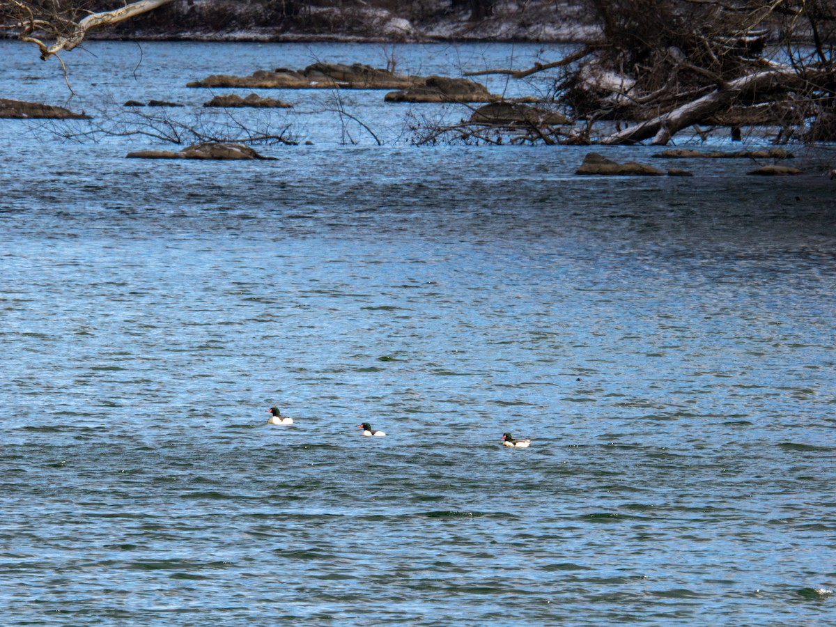 Common Merganser - ML647268403