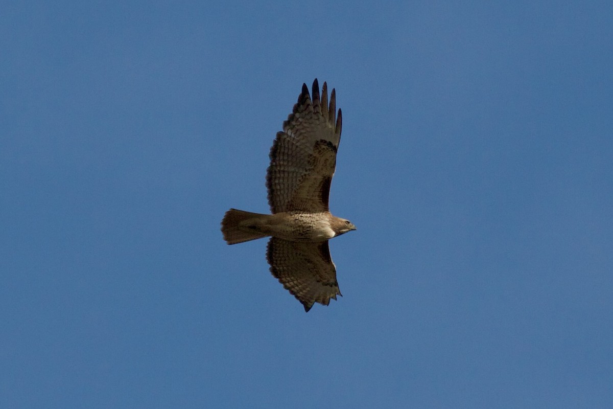 Red-tailed Hawk - ML647268404