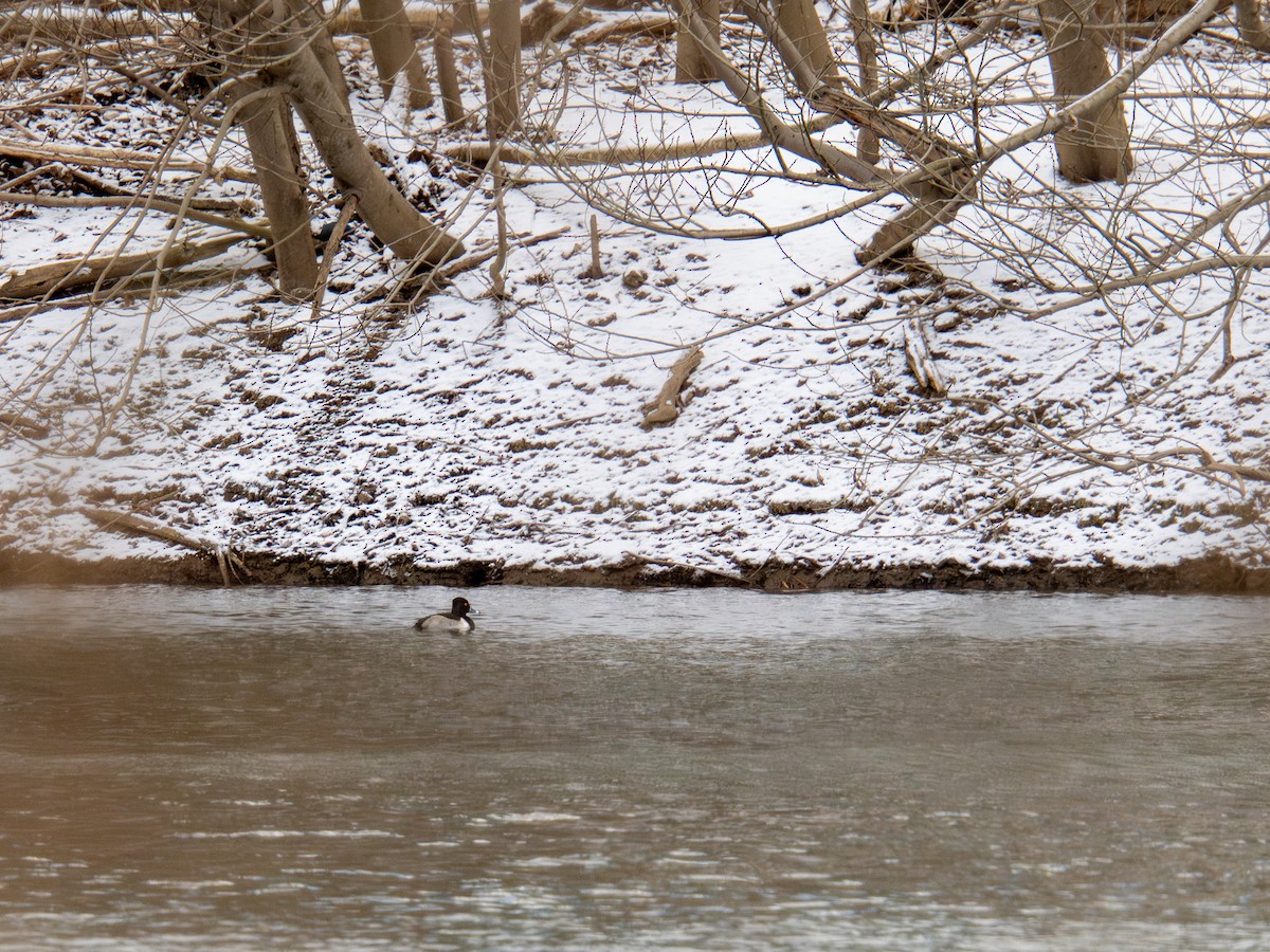 Ring-necked Duck - ML647268406