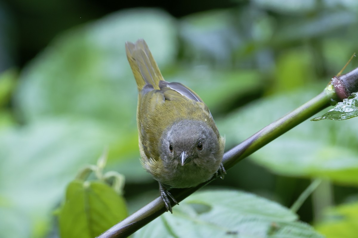 Dusky Chlorospingus - ML647268407