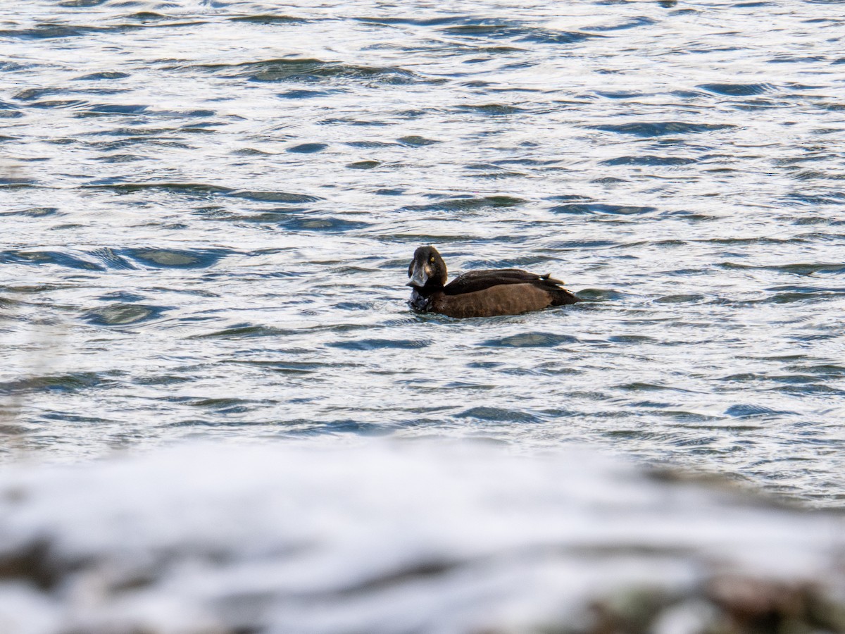 Морская чернеть - ML647268410
