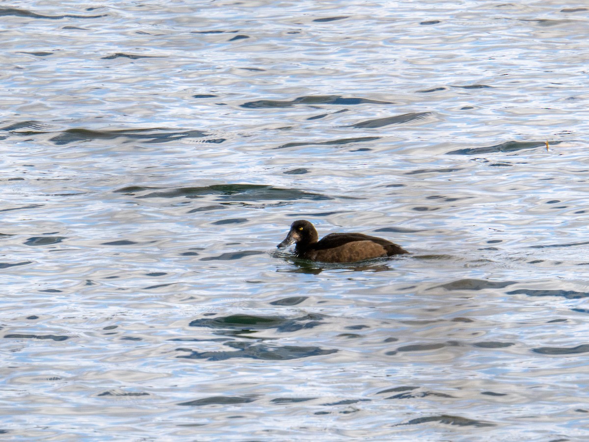 Морская чернеть - ML647268411