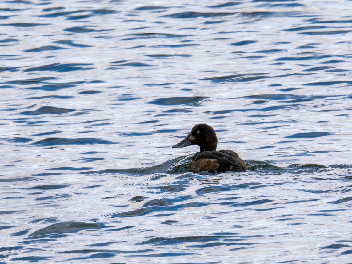 Морская чернеть - ML647268412