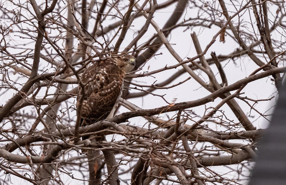 Red-tailed Hawk (borealis) - ML647268413