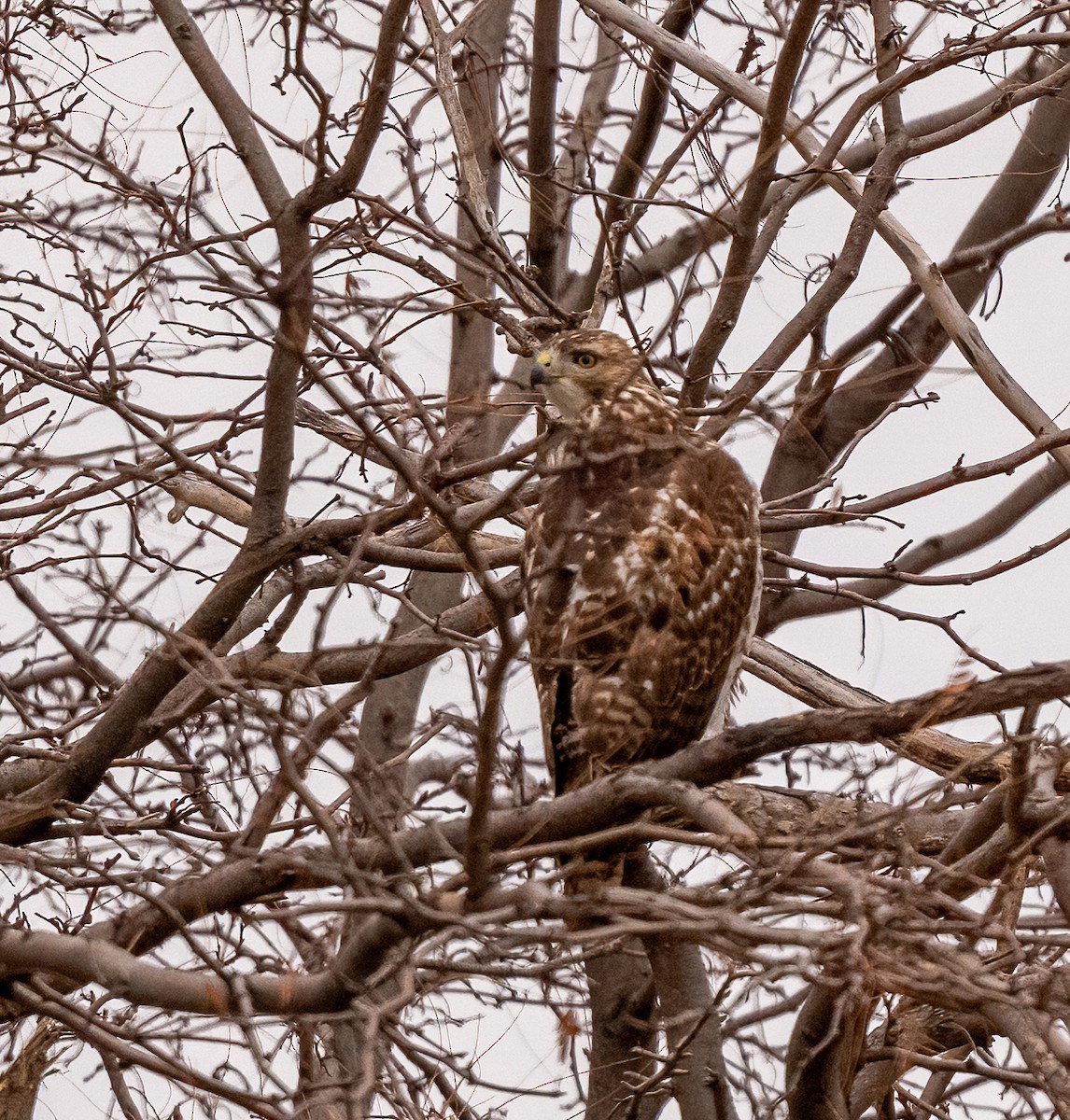 Red-tailed Hawk (borealis) - ML647268414