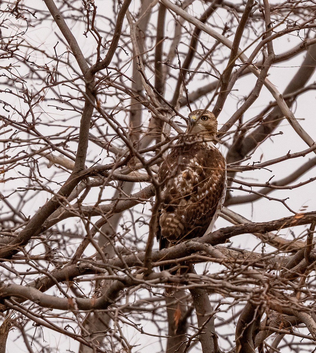 Red-tailed Hawk (borealis) - ML647268415