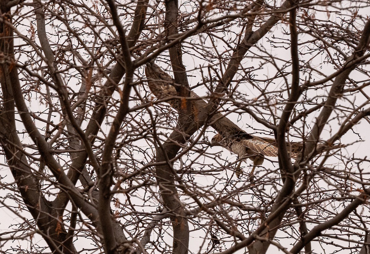 Red-tailed Hawk (borealis) - ML647268416
