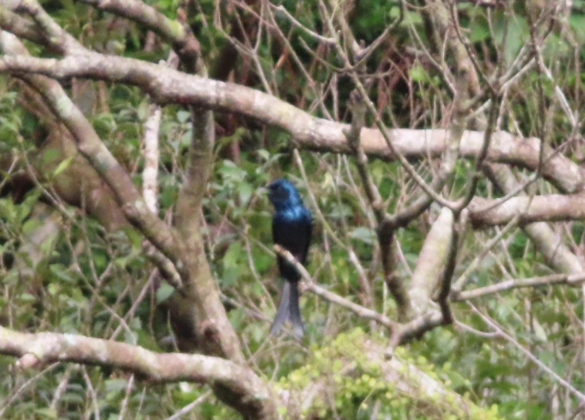 Bronzed Drongo - ML647268418